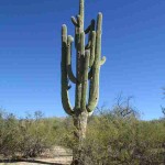 Saguaro National Park Cactus